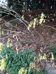 Corylopsis
