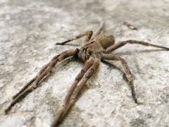 Phoneutria eickstedtae