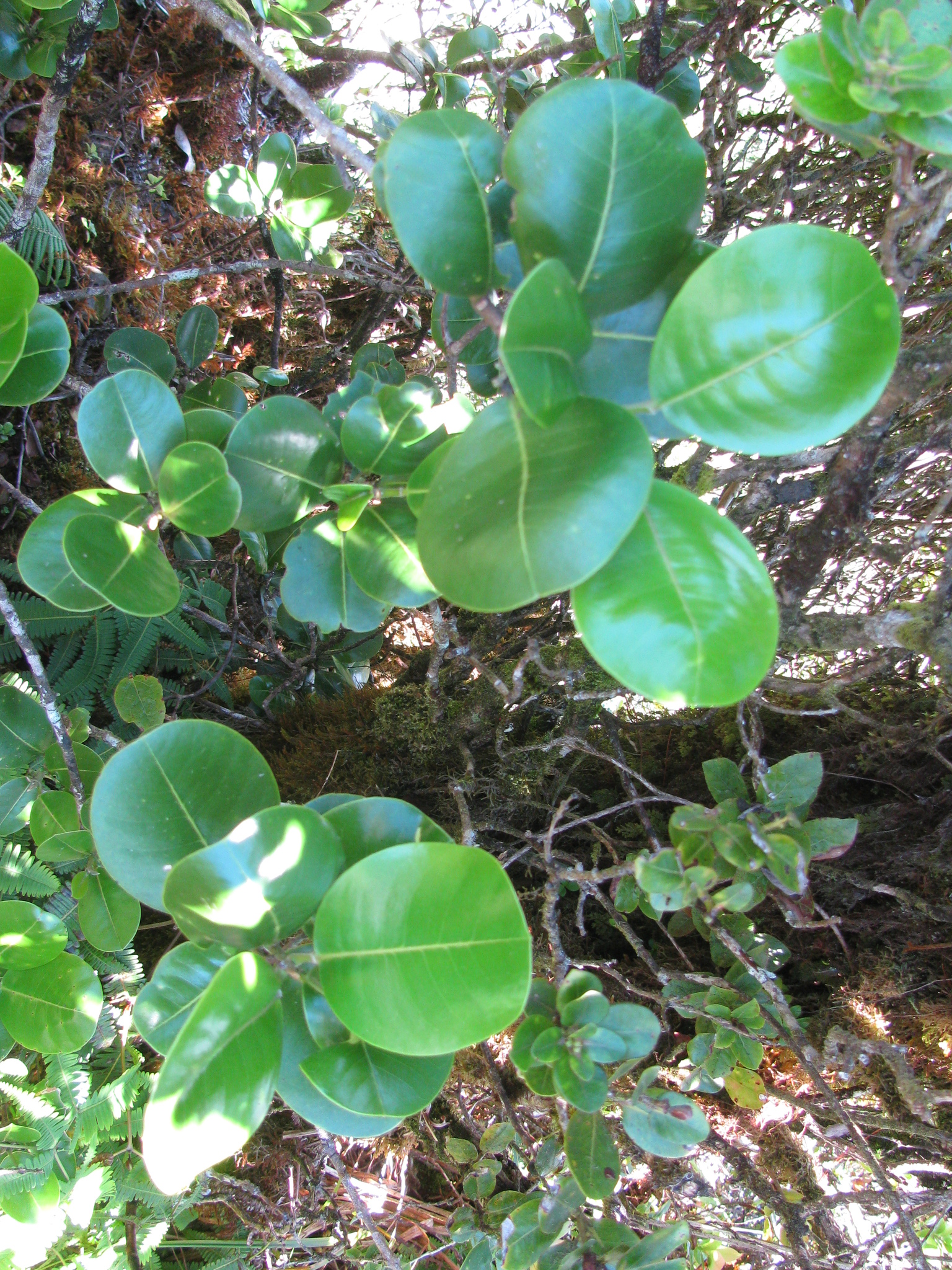 Melicope orbicularis