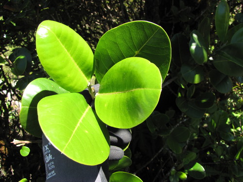 Melicope orbicularis