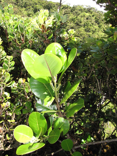 Melicope orbicularis