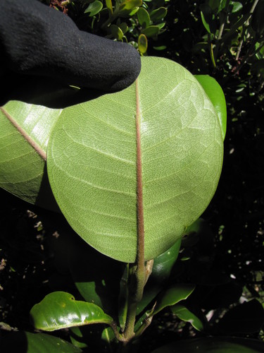Melicope orbicularis