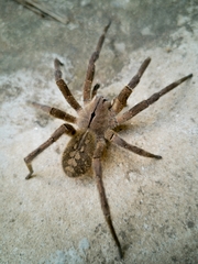 Phoneutria eickstedtae