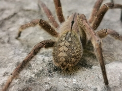 Phoneutria eickstedtae