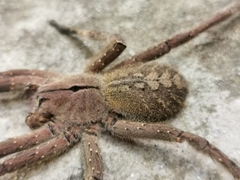 Phoneutria eickstedtae