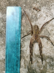 Phoneutria eickstedtae