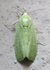 Earias