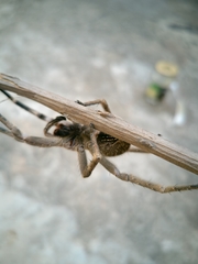 Phoneutria eickstedtae