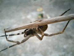 Phoneutria eickstedtae