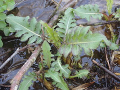 Cirsium oleraceum