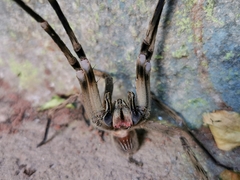 Phoneutria eickstedtae