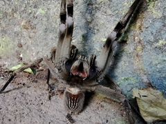 Phoneutria eickstedtae