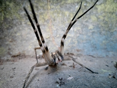 Phoneutria eickstedtae