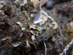 Asterella tenella