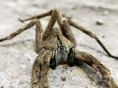 Phoneutria eickstedtae