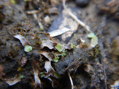 Asterella tenella