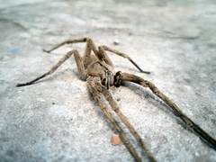 Phoneutria eickstedtae