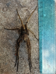 Phoneutria eickstedtae