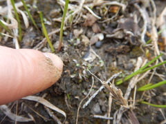 Asterella tenella
