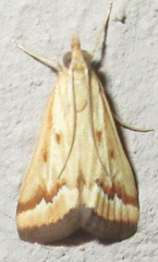 Achyra coelatalis