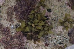 Sargassum incisifolium