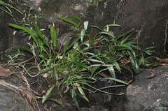 Anthurium rupicola