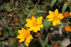 Simsia amplexicaulis