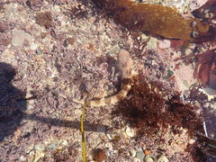 Scyliorhinus stellaris