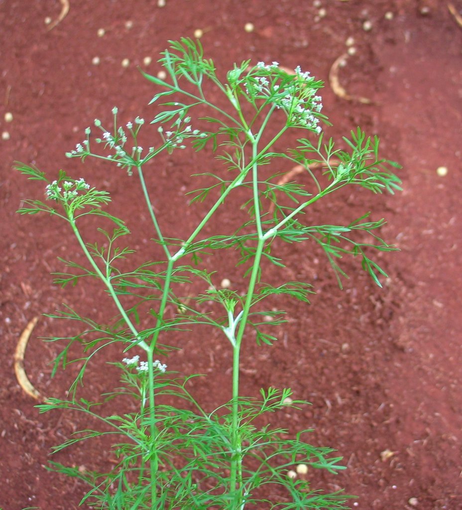 Spermolepis hawaiiensis
