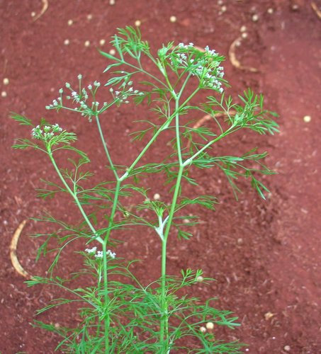 Spermolepis hawaiiensis