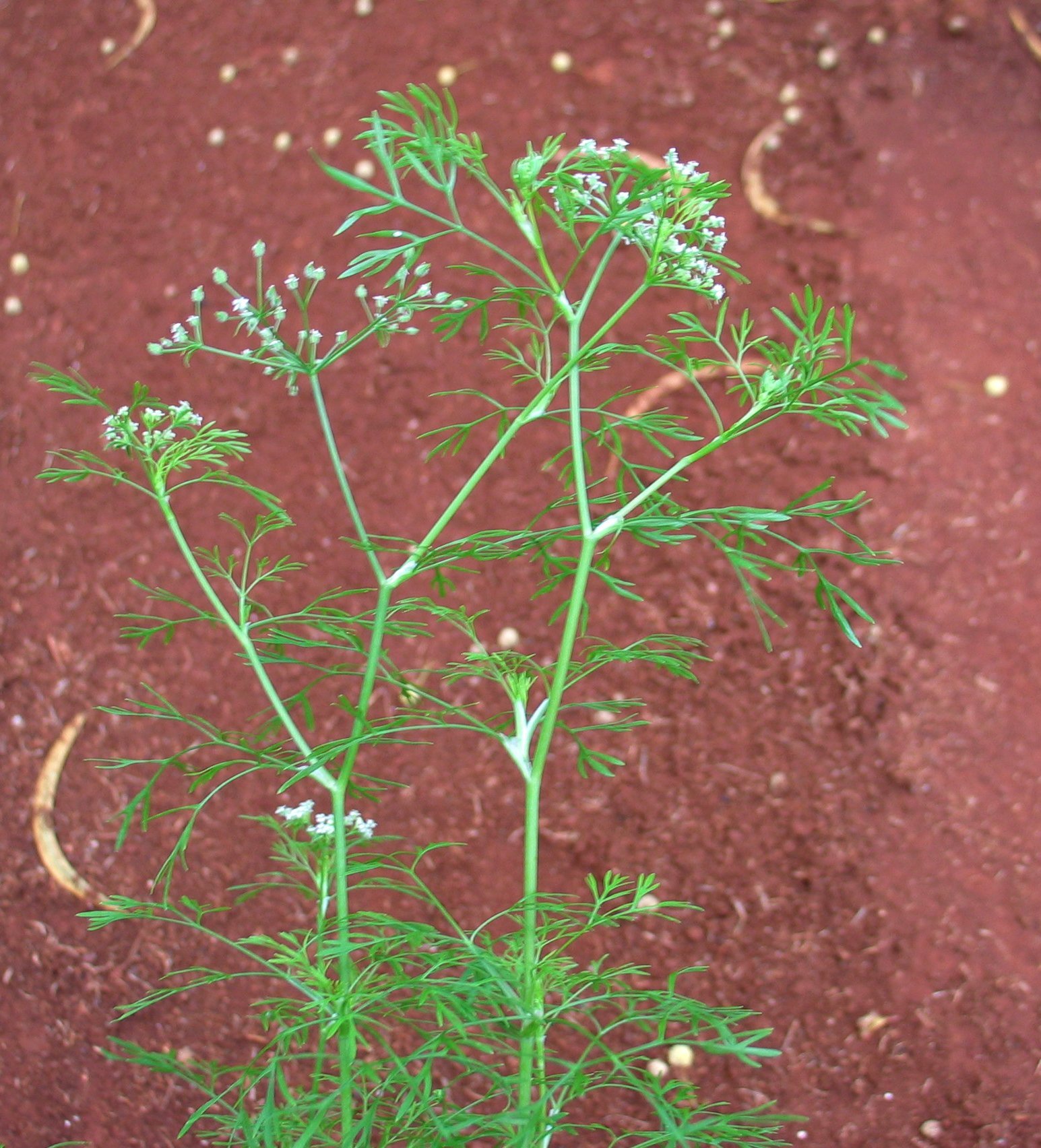 Spermolepis hawaiiensis
