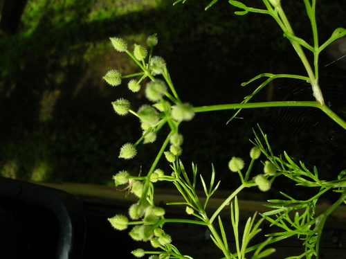 Spermolepis hawaiiensis