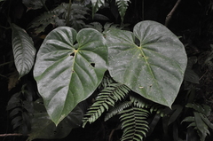 Anthurium colonense