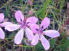 Erodium maculatum