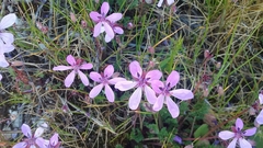 Erodium maculatum