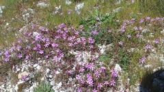Erodium maculatum