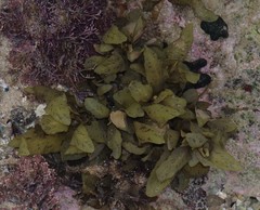 Sargassum incisifolium