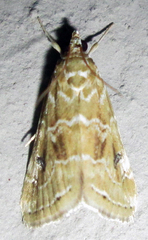 Hellula