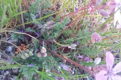 Erodium maculatum