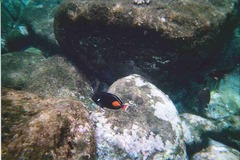 Acanthurus achilles