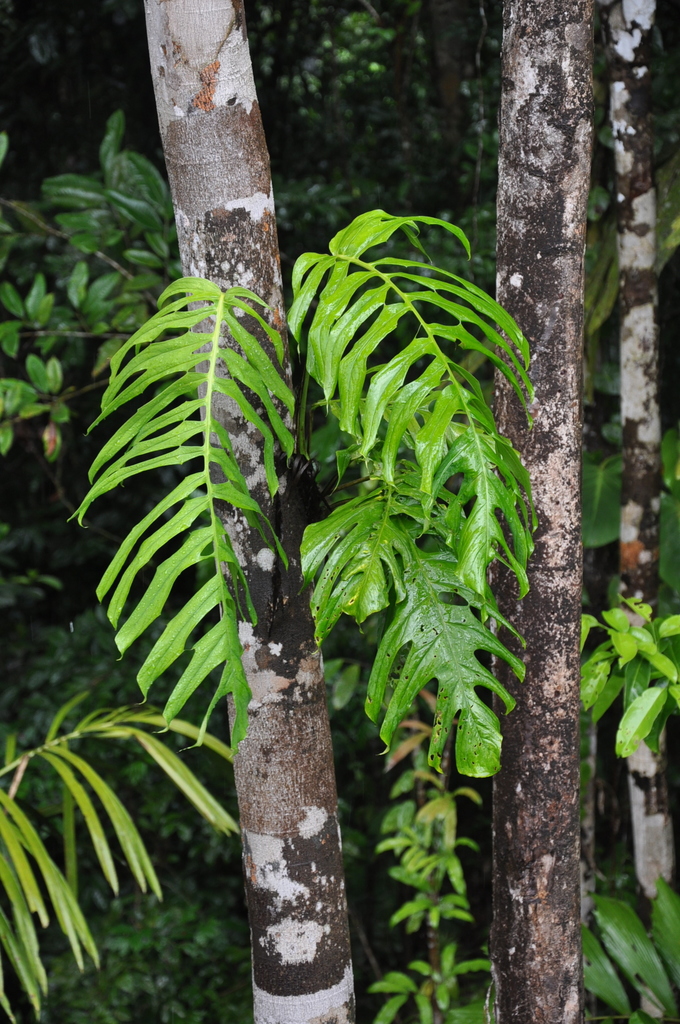 monstera delicioso Monstera Deliciosa by Plant Circle – XL main image 1