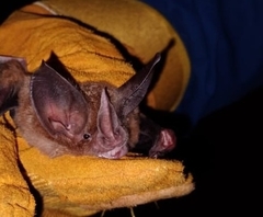 Cozumelan Golden Bat photo 4