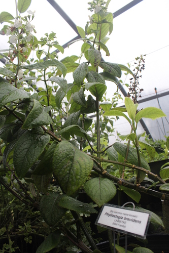 Phyllostegia brevidens
