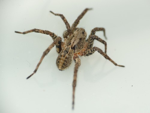 White-banded Fox Spider
