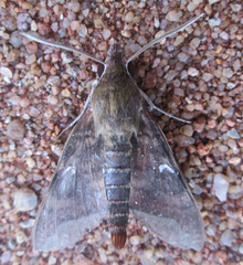 Nephele comma