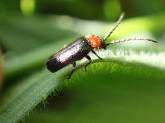 Ditemnus bidentatus