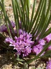 Allium aaseae