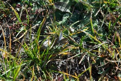Zizina oxleyi