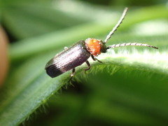 Ditemnus bidentatus