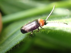 Ditemnus bidentatus